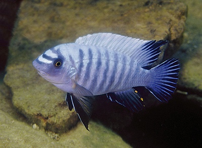 Labeotropheus fuelleborni 'Chinyamwezi Island'